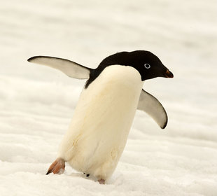 Adelie Penguin Antarctica