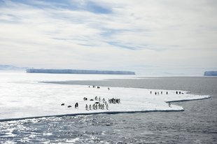 Emperors on the Ross Ice Shelf, Ross Sea