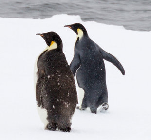 Emperor Penguins of the Ross Sea