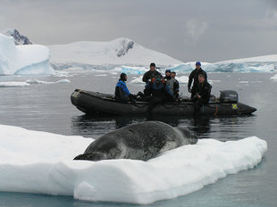 Zodiac & resting Seal, Antarctica