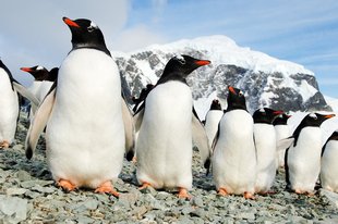 Danco Island Gentoo Penguins, Martin van Lokven