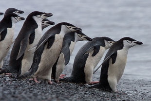 Chinstrap Penguins Ready to take the plunge Antarctica