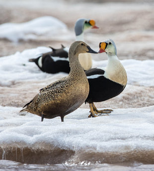 King Eider Ducks in Spitsbergen - Jordi Plana