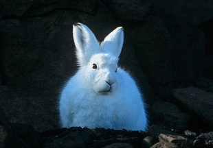 Arctic Hare, Rinie van Meurs