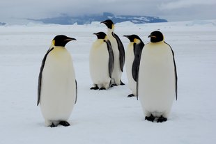 Weddell Sea Emperor Penguins Antarctica