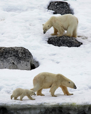 Polar Bear Family - Stuart Ward