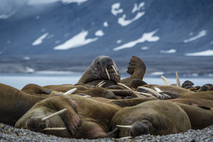 Walrus in Canadian High Arctic - Peter & Beverly Pickford
