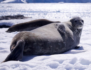 Lazing Seal Antarctica