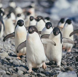 Parading Adelie Penguins Antarctica