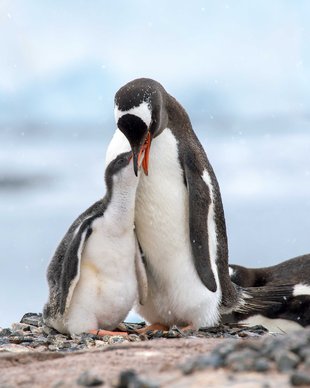 Gentoo Penguin & Chick Christopher Michel Lockroy