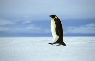 Emperor Penguin Weddell Sea Antarctica