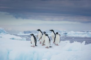Penguins in Antarctica David Merronuntitled