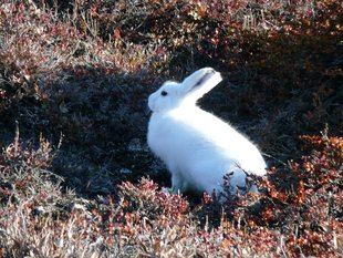 Arctic Hare Greenland, Rob Tully