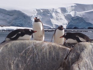 Lounging Gentoo Penguins Antarctica
