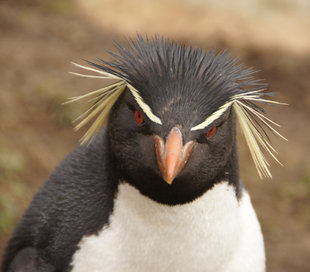 saunders-island-macaroni-penguin-antarctica-falklands-south-georgia-wilderness-wildlife-expedition-jan-de-groot.jpg