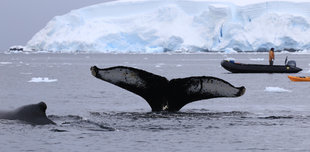 whale-tail-rib-kayak-adventure-voyage-wildlife-wilderness-voyage-cruise-paul-aynsley.jpg