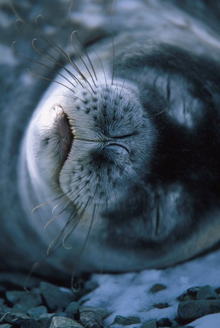 sleeping-seal-marine-life-wildlife-antarctic-voyage-cruise-holiday-oceanwide.jpg
