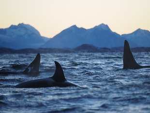 Orcas aplenty, Winter feeding in Norway