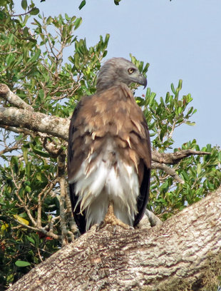Grey Headed Fish Eagle - Ralph Pannell