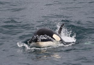 Orca snafellsnes Peninsula Iceland