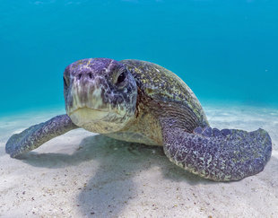 Green Turtles often look grey in the Galapagos