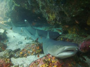Galapagos White Tip-Sharks underwater photography by Erik Jan Rijkhorst