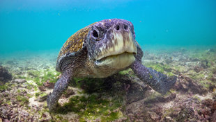 grey-turtle-subspecies-green-galapagos-underwater-photography-dr-simon-pierce-marine-researchers-mmf-biologist-ecuador-travel-wildlife-holiday-aqua-firma.jpg