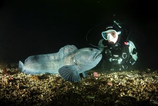 wolffish-and-diver-close-up-iceland.jpg