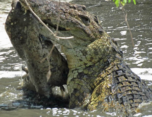 Crocodile in the Grumeti River of the Serengeti National Park - Ralph Pannell
