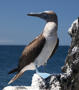 Blue Footed Booby off the coast of Isabela Island in the Galapagos birdwatching photography by Ralph Pannell Aqua-Firma