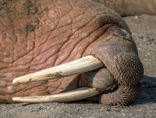 Walrus snoozing at a haulout site in Svalbard