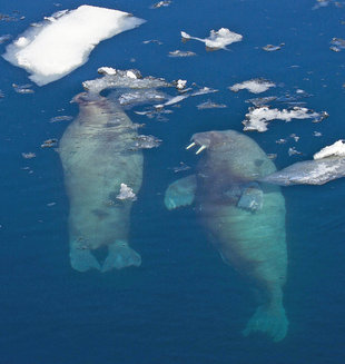 Walruses swimming back to the surface
