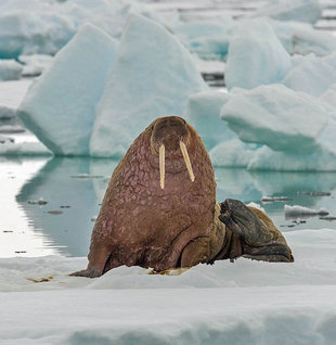 Walrus on Sea Ice