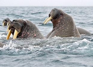 Walruses swimming back to shore