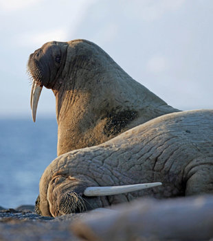 Walruses by Stuart Ward