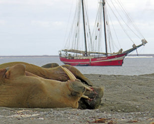 Walruses & Noorderlicht - photo by Bill Ritche