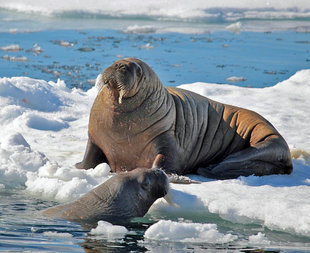 Walruses on Sea Ice