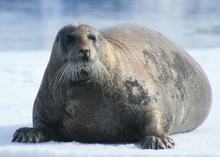 Bearded Seal Spitsbergen Arctic Polar Voyage Holiday cruise wildlife.jpg