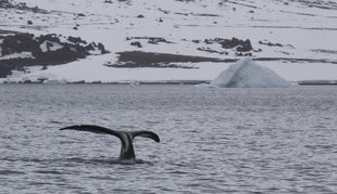 bowhead whale spitsbergen wildlife marine life cruise holiday.jpg