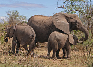 Elephants in Tanzania - Ralph Pannell