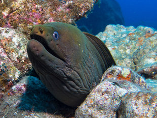 Moray Eel in Socorro Islands - Bob Dobson