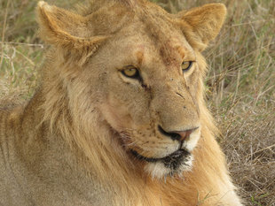 Lion in Selous Game Reserve - Howard & Sarah Bruce