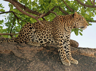 Leopard in Southern Tanzania - Peter Thomas