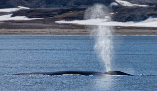 blue-whale-arctic-spitsbergen-sailing-wildlife-marine-life-voyage-cruise-expedition-tall-ship-holiday-vacation-photography-jordi-plana.jpg