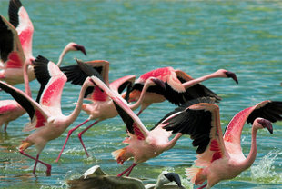 Flamingoes at Momela Lakes, Arusha National Park