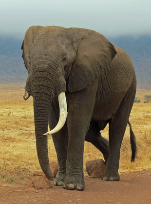 Elephant in Ngorongoro Crater National Park - Ralph Pannell