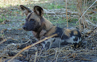 African Wild Hunting Dog in Selous Game Reserve - Peter Thomas