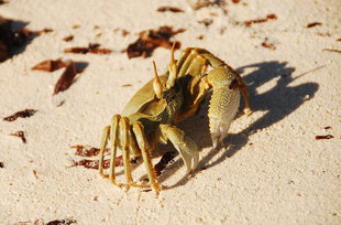 crab-seycehlles-wildlife-marine-life-doug-howes.jpg