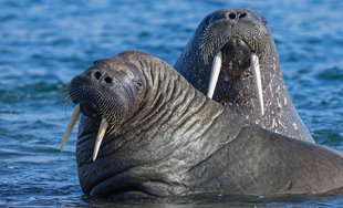Walrus in Spitsbergen - Jordi Plana