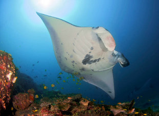 Manta-Ray-Komodo-Island-National-Park-Indonesia-coral-reef-dive-liveaboard-voyage-vacation-holiday-scuba-diving-adventure-travel-underwater-macro-photography.jpg